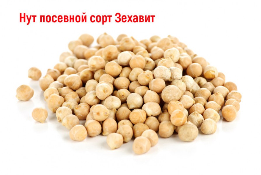 Хумус - что это такое? Как приготовить хумус? Классический ФИРМА АВГУСТ : Как вырастить высокий урожай нута