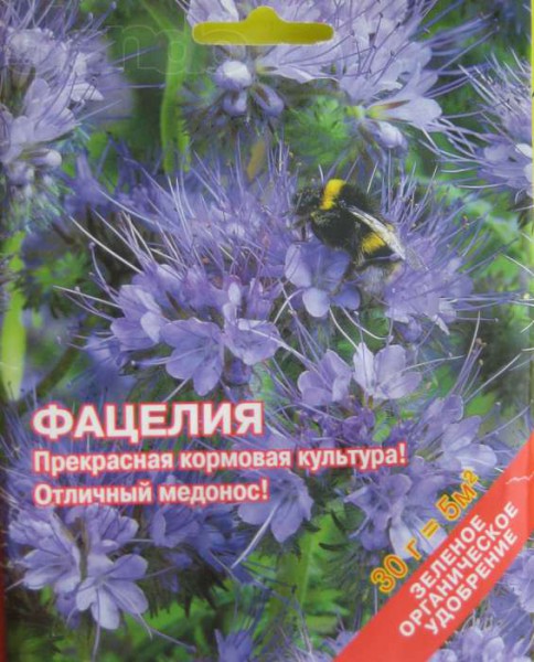 Фацелия цветов и семян Фацелия цветов и семян